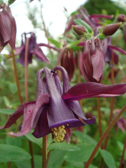 Aquilegia vulgaris couleur